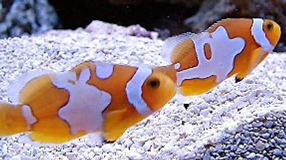 Designer clown fish -Who's the cutest?